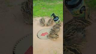 innovative easy quail trap using paper #shorts #shortvideo