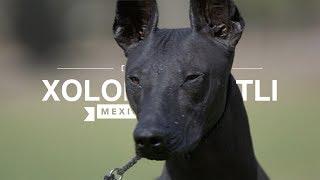 ALL ABOUT XOLOITZCUINTLI: THE MEXICAN HAIRLESS DOG