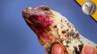 The Chuckwalla is a Sloppy Eater!