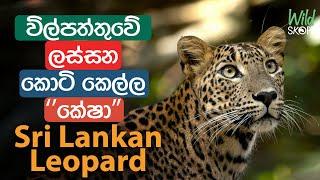 Wildlife Photography Tour | Wilpattu NP | Sri Lankan Leopard | Wild Skope Vlog01 #leopard #wildlife