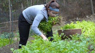 How to garden productively, harvest lettuce and herbs to sell at the market, and take care of pigs