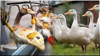 Goose Farming: A Complete Guide | Raising Geese for Meat, Egg and Feather Production Technology