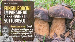 Porcini | Come osservare il sottobosco