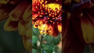 #shortvideo #viralvideo #viralshort KARTIK BISWAS @kartikbiswas88