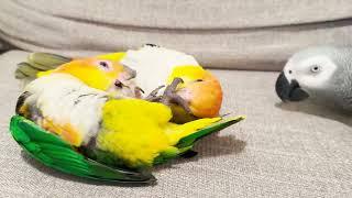 2 VS 1 Bird Wrestling (Cute Overload)