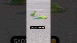 Dead Parrot On The Road, Parrot Carcass Crushed By Car  #shorts