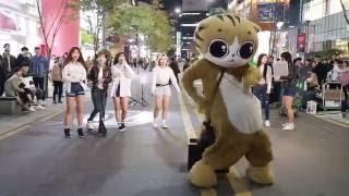 cococat&JHKTV]  Korea special coco cat kpop dance  신촌명물고양이 케이팝댄스