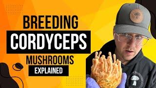 Breeding Cordyceps Mushrooms Explained