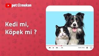 Kedi mi? Köpek mi? Sahiplenmeden Önce Bilinmesi Gerekenler! #kedi #köpek #kediler #köpekler