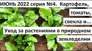 Июнь 2022. серия №4. Уход за огородом в природном земледелии.