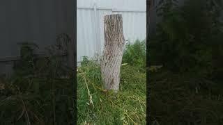 Иву спилили. Что я собираюсь с ней делать? #дача #огород #garden #сад #садоводство