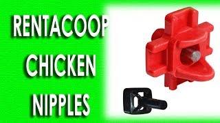 RentACoop Chicken Nipples | Products Square Online