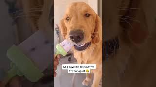 My Dog Got His Favorite Snack in the WORLD! #dog #dogs #cutedog #funnydogs #goldenretriever #shorts