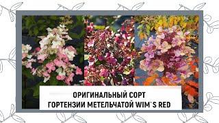 ОРИГИНАЛЬНЫЙ СОРТ ГОРТЕНЗИИ МЕТЕЛЬЧАТОЙ| WIM`S RED