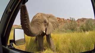 Very curious elephant in Damaraland, Namibia!