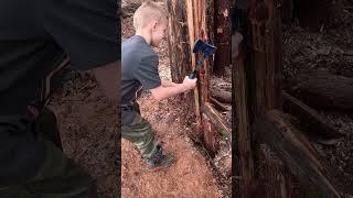 Log Shelter Build Highlights