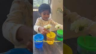 Colour Changing Flowers/ STEM / kids activities#childrensactivities