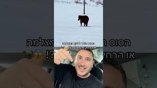 אל תסתכלו בתגובות! לאיזה כיוון הסוס הולך? 