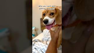 Why you can’t stop petting a beagle? #dog #beagletales #beaglebreed #beagle #beagledog #dogbreed
