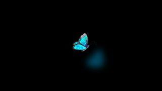 Blue butterfly flying black screen | black screen butterfly | One hour butterfly black screen flying