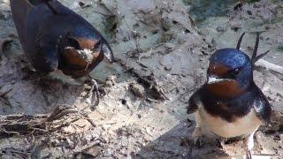 Golondrina común (Hirundo rustica) Barn Swallow