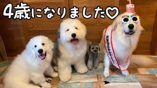【祝】みんなの母がついに4歳の誕生日を迎えました｜グレートピレニーズ＆オールドイングリッシュシープドッグ＆トイプードル