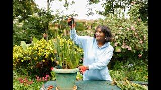 Dietes Bicolor - African Iris - Propagation by division of the African Iris/ Yellow Wild Iris