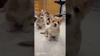 Just my baby Corgi puppy-!