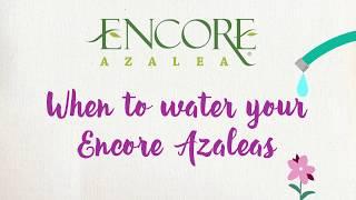 Garden Care Tip: When to Water Your Encore Azaleas