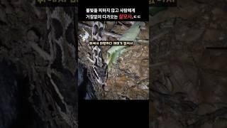 발밑으로 계속 다가오는 포스 쩌는 살모사 #snake