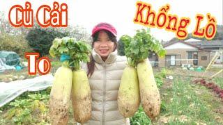  Thu Hoạch CỦ CẢI KHỔNG LỒ tại Vườn Rau Mẹ Việt ở Nhật | Big Turnip - Hien JP Cuoc Song Nhat 