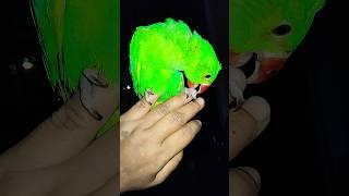 mithu#parrot #talkingparrot#birds #cute#talkingbird#nonstoptalkingparrot#cutebird#cuteparrot#funny