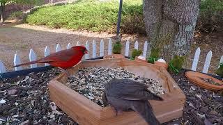 Cardinal & Cowbird - Bird Watching