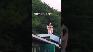 #지붕위를 걸어다니는개 #홍길동 흉내개#지붕개