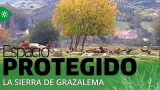 Espacio protegido | Sierra de Grazalema, 25 años como Reserva de la Biosfera