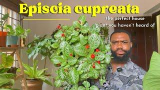 Why aren’t Americans into this plant? : Episcia cupreata. A great plant you haven’t heard of!