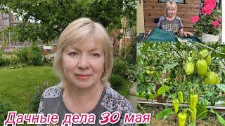 Аномальный май.То холод, то жара.Боремся с перегревом и засухой.ТОМАТЫ и ПЕРЕЦ обзор