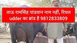 ताऊ रामसिंह पांडवान नाम नहीं, रियल udder का ब्रांड है 9812833809 Rudra Choudhary dairy farm, murrah