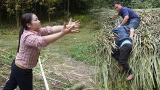 The son was in danger while helping his father. - Hope Uncle Chuc's son is okay. Ly Tử Thất