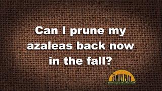 Q&A – Can I prune my azaleas back in the fall?