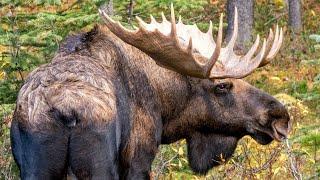 Big Bull Moose with Cow and Calf During the Rut