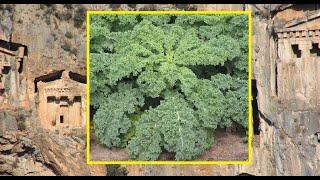 Kale: History and Top Season