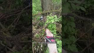 Спасение вороны #собака #Рокки-Босс