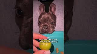 #французскийбульдог #собака #cutedogs #puppy #love