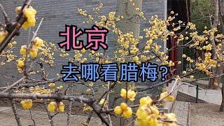 3月“迎春第一花”蜡梅逐步开放 哪些公园能赏腊梅？