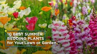 10 Best Summer Bedding Plants for Your Lawn or Garden