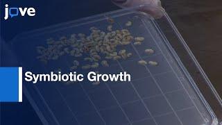 Symbiotic Growth of Legume Plant with Rhizobial Symbiont  | Protocol Preview