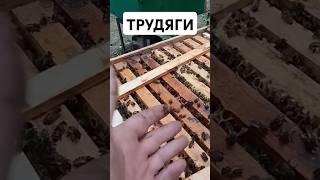 Пчелы ТРУДЯГИ #пчеловод #мед  #пасека #пасечник #пчела