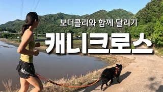 보더콜리 산책 이렇게 합니다 | 캐니크로스 장비 하네스 리드줄 추천!