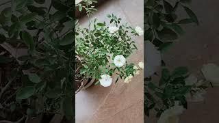 #Rose gardening#small pot so many flowers#balcony gardening#rose lovers#viraltrendingshorts#yt#